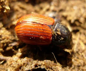 Aphodius fimetarius - photo 4