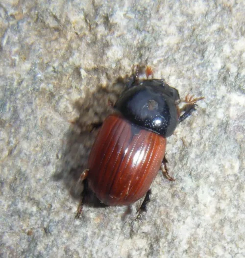 Aphodius pedellus - Aphodius pedellus