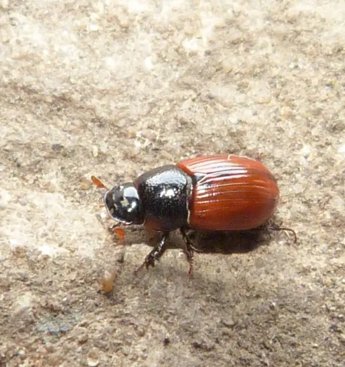Aphodius pedellus - photo 2