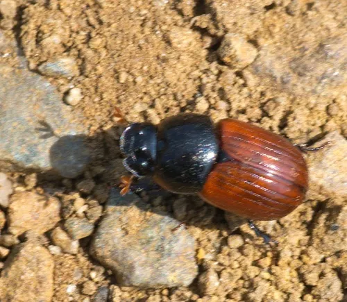 Aphodius pedellus - photo 3