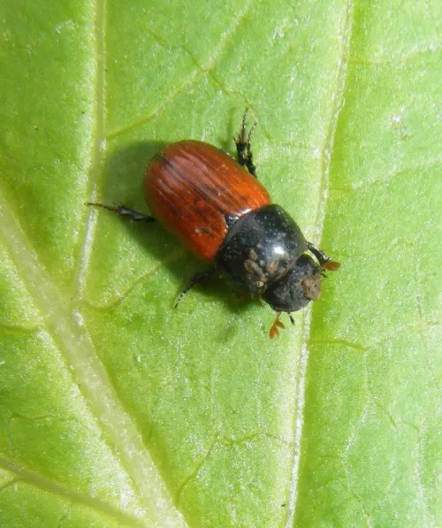 Aphodius pedellus - photo 4