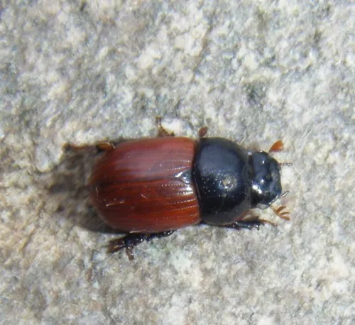 Aphodius pedellus - photo 5