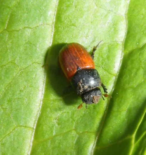 Aphodius pedellus - photo 6