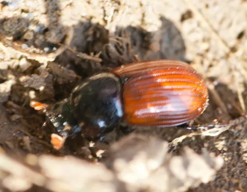Aphodius pedellus - photo 7