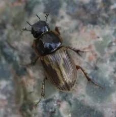 Melinopterus prodromus - Melinopterus prodromus