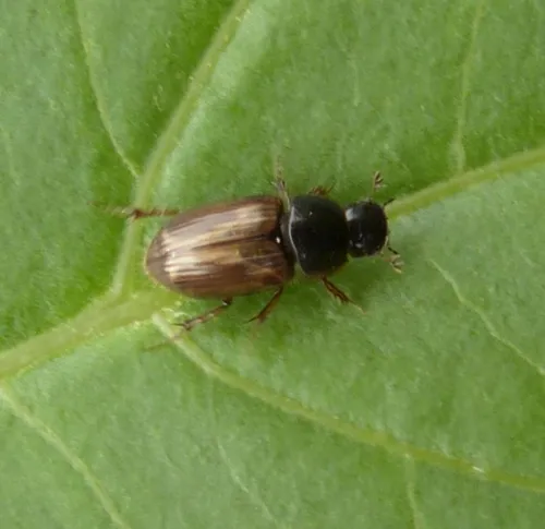Melinopterus prodromus - photo 2