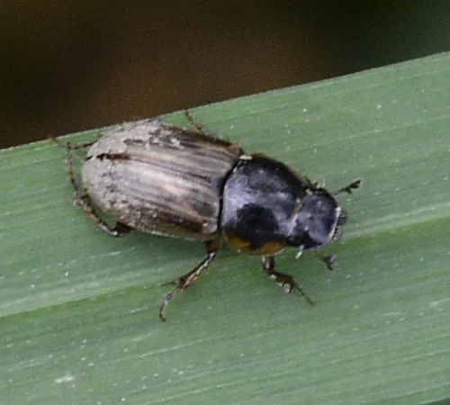 Melinopterus prodromus - photo 3
