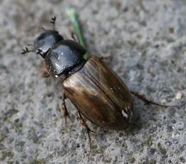 Melinopterus prodromus - photo 4
