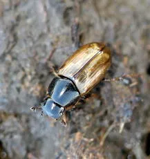 Melinopterus prodromus - photo 5