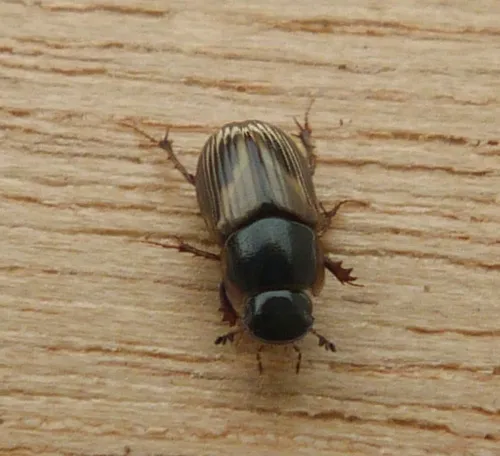 Melinopterus prodromus - photo 6
