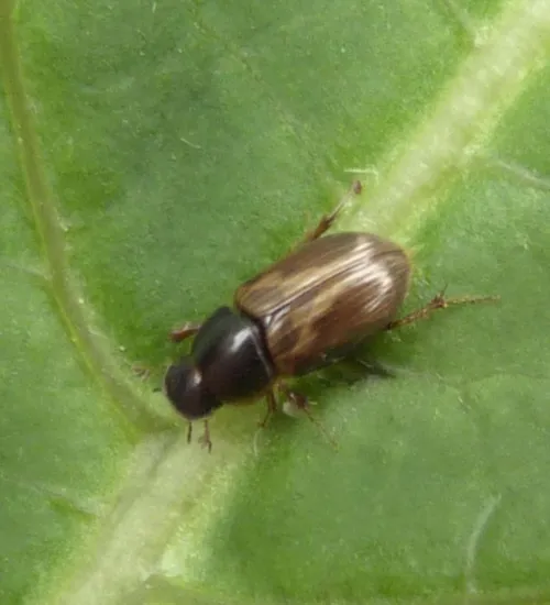Melinopterus prodromus - photo 7