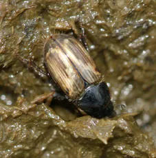 Melinopterus prodromus - photo 8