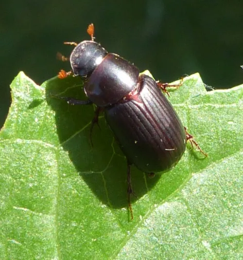 Acrossus rufipes - photo 2