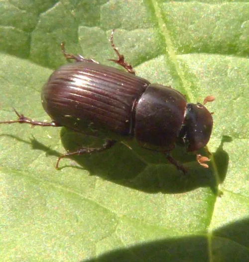 Acrossus rufipes - photo 3
