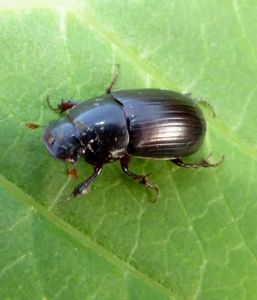 Acrossus rufipes - photo 4