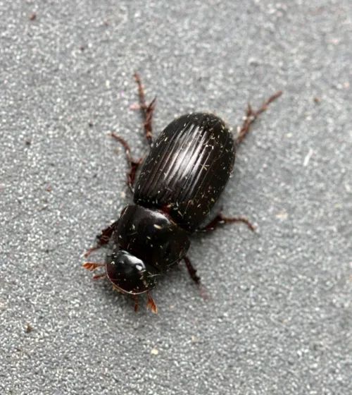Acrossus rufipes - photo 5
