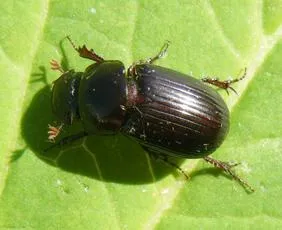 Acrossus rufipes - photo 6