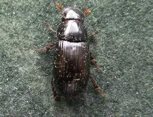 Acrossus rufipes - photo 7