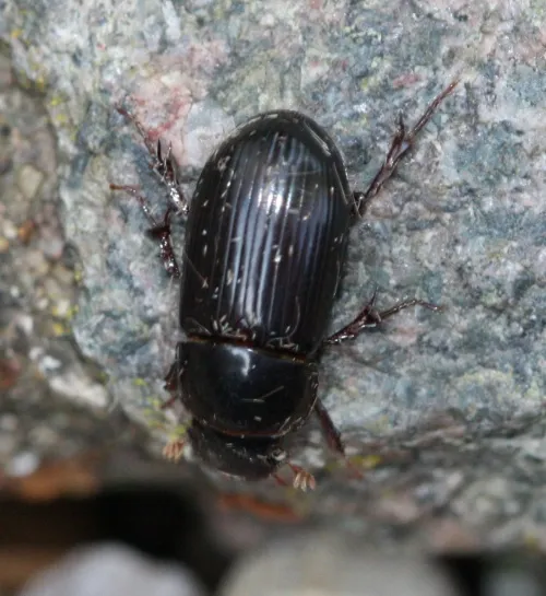 Acrossus rufipes - photo 8