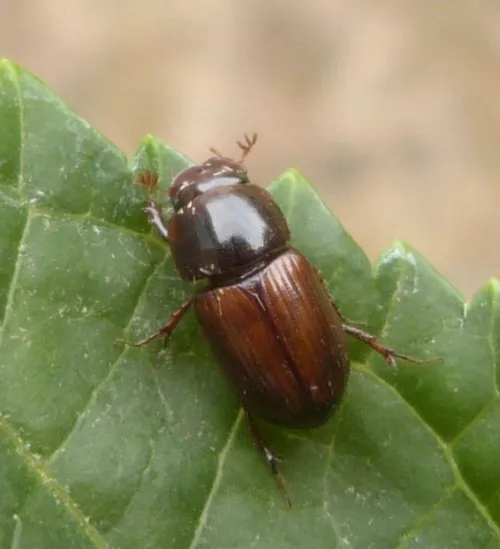Bodilopsis rufa - Bodilopsis rufa