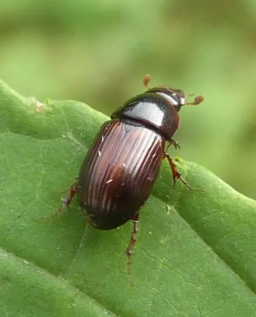 Bodilopsis rufa - photo 2