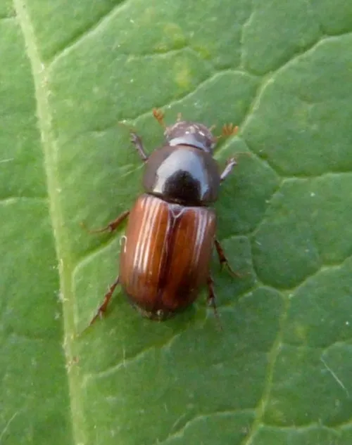 Bodilopsis rufa - photo 3