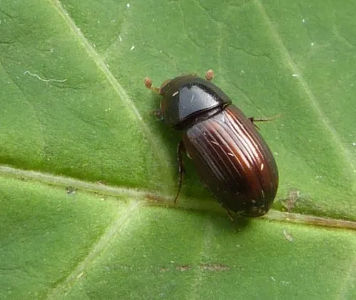 Bodilopsis rufa - photo 4