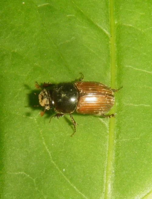 Bodilopsis rufa - photo 5