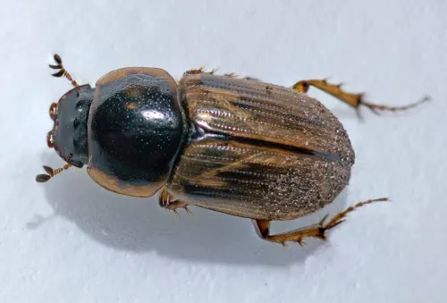 Melinopterus sphacelatus