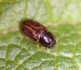 Melinopterus sphacelatus - photo 2
