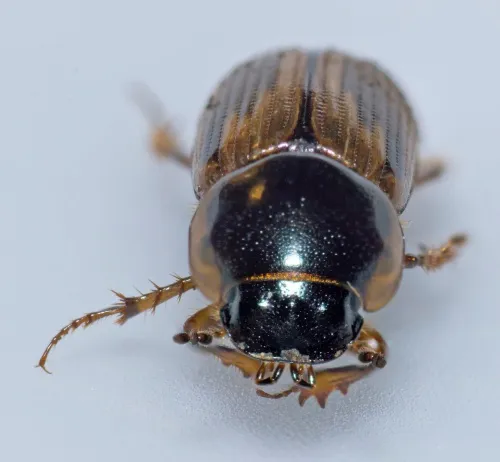 Melinopterus sphacelatus - photo 3