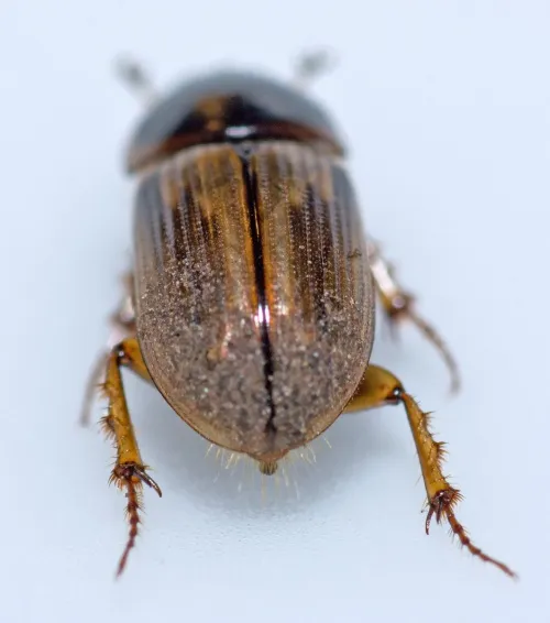 Melinopterus sphacelatus - photo 4