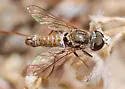 Aphoebantus borealis - photo 2