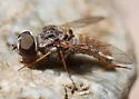 Aphoebantus borealis - photo 3