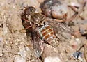 Aphoebantus borealis - photo 4