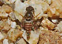 Aphoebantus borealis - photo 5