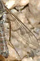 Aphoebantus conurus