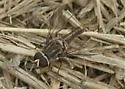 Aphoebantus conurus - photo 2