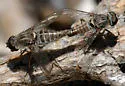 Aphoebantus conurus - photo 4