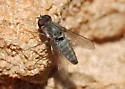 Aphoebantus conurus - photo 5