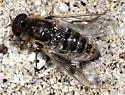 Aphoebantus desertus
