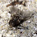 Aphoebantus desertus - photo 2
