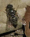 Aphoebantus desertus - photo 3