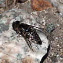 Aphoebantus desertus - photo 4