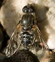 Aphoebantus desertus - photo 5