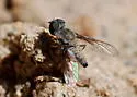Aphoebantus fumosus