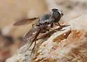 Aphoebantus fumosus - photo 2