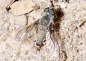 Aphoebantus fumosus - photo 3