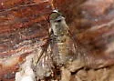 Aphoebantus fumosus - photo 4