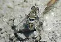 Aphoebantus interruptus